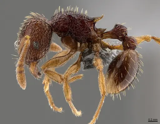 Tetramorium saginatum specimen CASENT0371240 image casent0371240_1