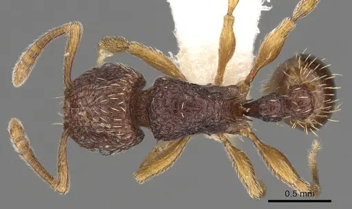 Tetramorium saginatum specimen CASENT0901199 image casent0901199_1