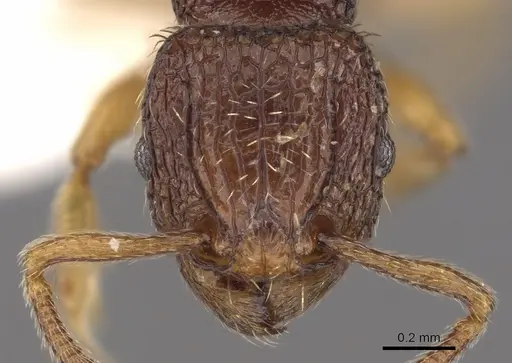 Tetramorium saginatum specimen CASENT0901199 image casent0901199_2
