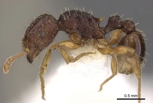Tetramorium saginatum specimen CASENT0901199 image casent0901199_3