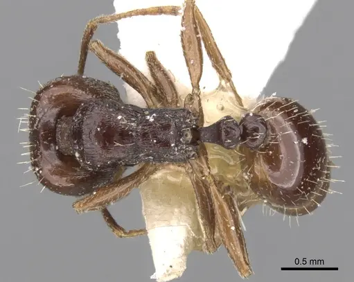 Tetramorium sahlbergi specimen CASENT0280933 image casent0280933_1