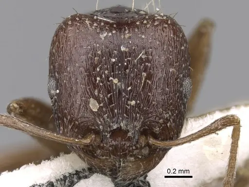 Tetramorium sahlbergi specimen CASENT0280933 image casent0280933_2