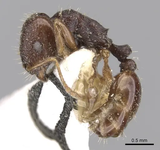 Tetramorium sahlbergi specimen CASENT0280933 image casent0280933_3