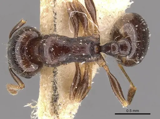 Tetramorium sahlbergi specimen CASENT0909108 image casent0909108_1
