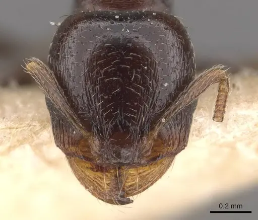Tetramorium sahlbergi specimen CASENT0909108 image casent0909108_2