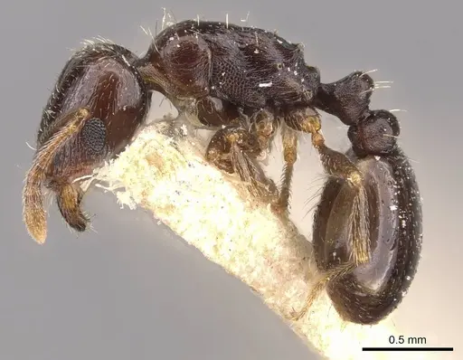Tetramorium sahlbergi specimen CASENT0909108 image casent0909108_3