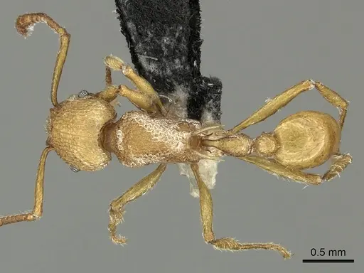 Tetramorium salomo specimen CASENT0199901 image casent0199901_1