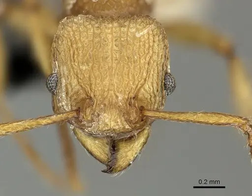 Tetramorium salomo specimen CASENT0199901 image casent0199901_2