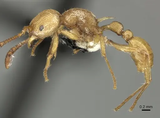 Tetramorium salomo specimen CASENT0199901 image casent0199901_3