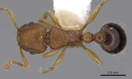 Tetramorium salvatum specimen CASENT0280890 image casent0280890_1