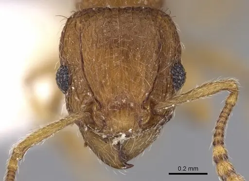 Tetramorium salvatum specimen CASENT0280890 image casent0280890_2