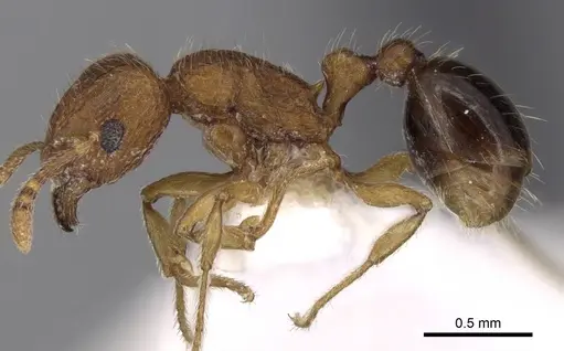 Tetramorium salvatum specimen CASENT0280890 image casent0280890_3