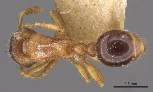 Tetramorium salvatum specimen CASENT0909173 image casent0909173_1