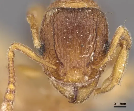 Tetramorium salvatum specimen CASENT0909173 image casent0909173_2