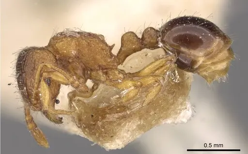 Tetramorium salvatum specimen CASENT0909173 image casent0909173_3