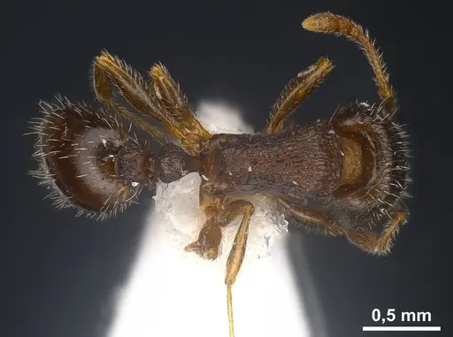 Tetramorium sanetrai specimen ANTWEB1041305 image antweb1041305_1