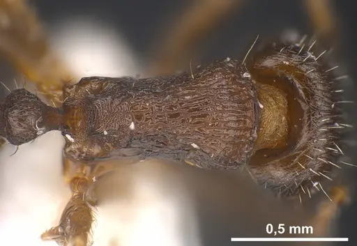 Tetramorium sanetrai specimen ANTWEB1041305 image antweb1041305_2