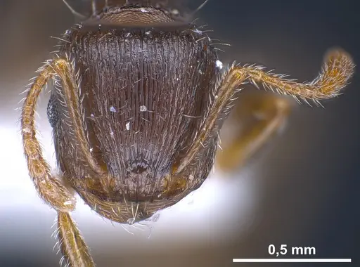 Tetramorium sanetrai specimen ANTWEB1041305 image antweb1041305_3