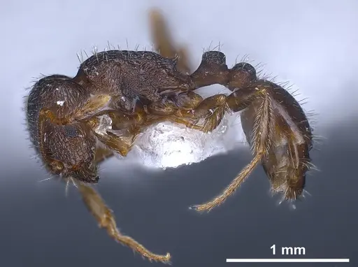 Tetramorium sanetrai specimen ANTWEB1041305 image antweb1041305_4
