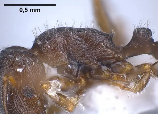 Tetramorium sanetrai specimen ANTWEB1041305 image antweb1041305_5