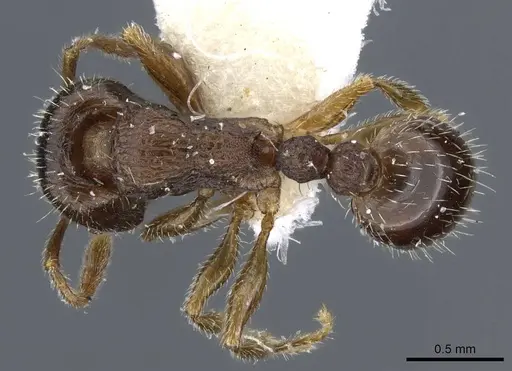Tetramorium sanetrai specimen CASENT0905852 image casent0905852_1