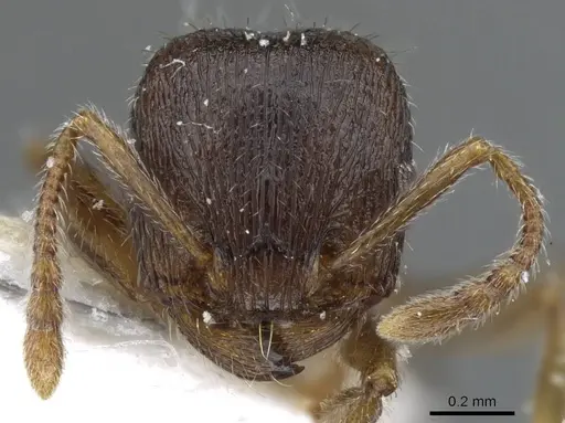 Tetramorium sanetrai specimen CASENT0905852 image casent0905852_2