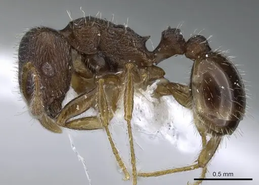 Tetramorium sanetrai specimen CASENT0905852 image casent0905852_3