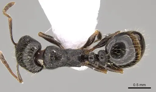 Tetramorium sanetrai specimen CASENT0914581 image casent0914581_1