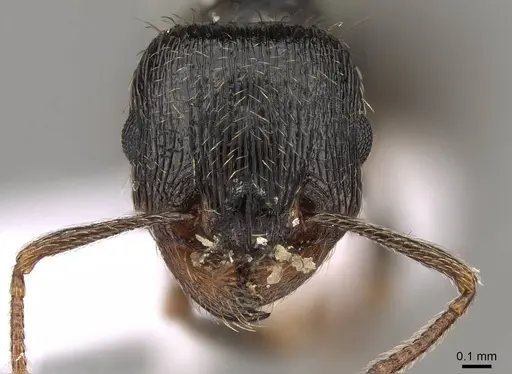 Tetramorium sanetrai specimen CASENT0914581 image casent0914581_2