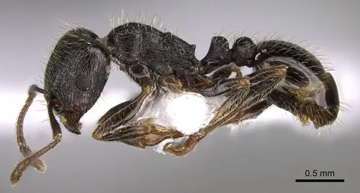 Tetramorium sanetrai specimen CASENT0914581 image casent0914581_3