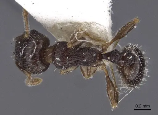Tetramorium sanetrai specimen CASENT0916597 image casent0916597_1