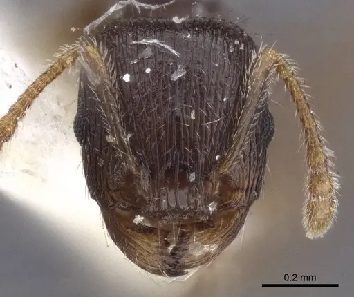 Tetramorium sanetrai specimen CASENT0916597 image casent0916597_2