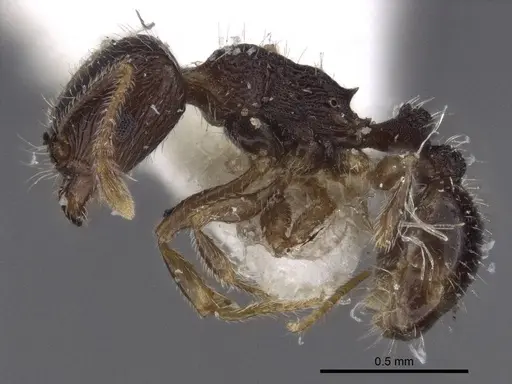 Tetramorium sanetrai specimen CASENT0916597 image casent0916597_3