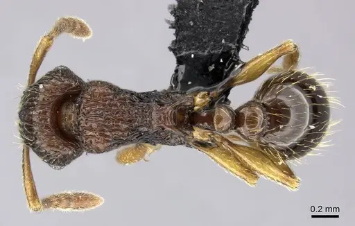 Tetramorium sargina specimen CASENT0487390 image casent0487390_1