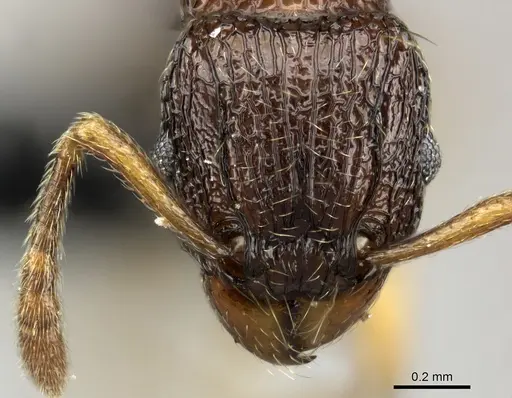 Tetramorium sargina specimen CASENT0487390 image casent0487390_2