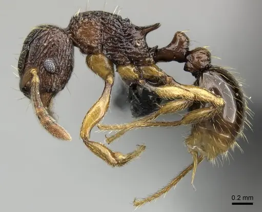 Tetramorium sargina specimen CASENT0487390 image casent0487390_3