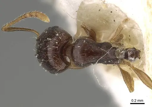 Tetramorium saudiae specimen CASENT0922184 image casent0922184_1