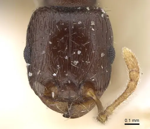 Tetramorium saudiae specimen CASENT0922184 image casent0922184_2