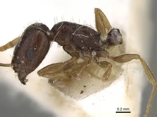 Tetramorium saudiae specimen CASENT0922184 image casent0922184_3