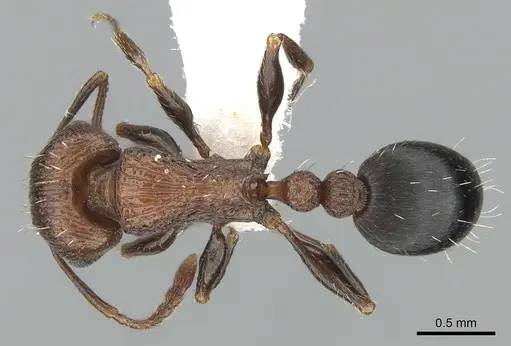 Tetramorium saudicum specimen CASENT0281582 image casent0281582_1
