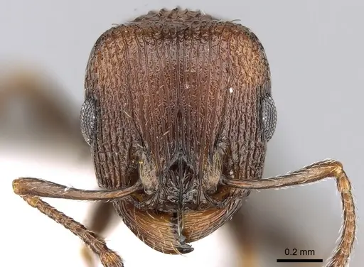 Tetramorium saudicum specimen CASENT0281582 image casent0281582_2