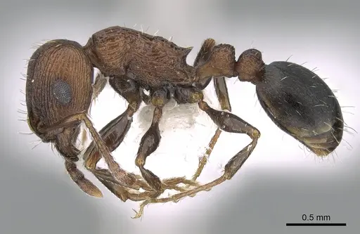 Tetramorium saudicum specimen CASENT0281582 image casent0281582_3