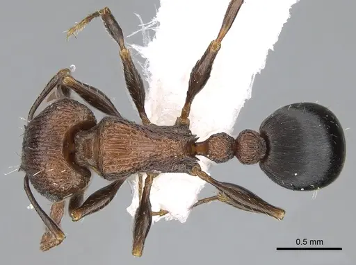 Tetramorium saudicum specimen CASENT0906105 image casent0906105_1