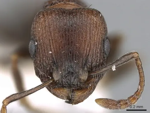 Tetramorium saudicum specimen CASENT0906105 image casent0906105_2