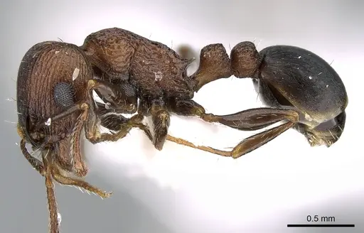 Tetramorium saudicum specimen CASENT0906105 image casent0906105_3