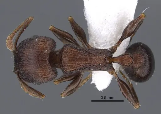 Tetramorium saudicum specimen CASENT0917426 image casent0917426_1