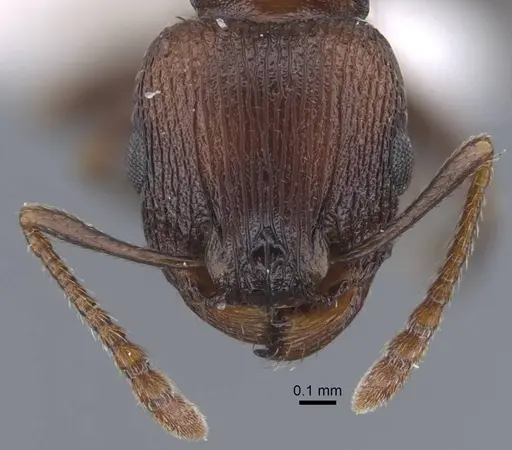 Tetramorium saudicum specimen CASENT0917426 image casent0917426_2
