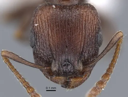 Tetramorium saudicum specimen CASENT0917426 image casent0917426_3