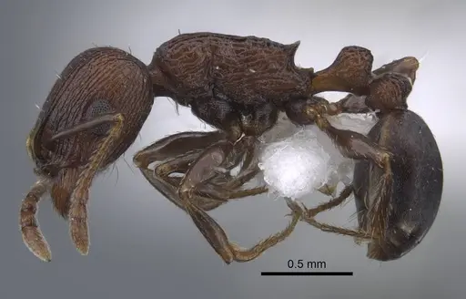 Tetramorium saudicum specimen CASENT0917426 image casent0917426_4