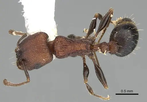 Tetramorium saudicum specimen CASENT0919802 image casent0919802_1